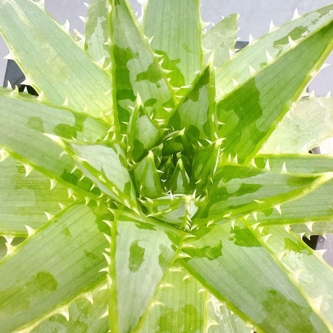 現品　アロエ　ポリフェラ　1番　多肉植物　観葉植物　卓上　インテリアグリーン