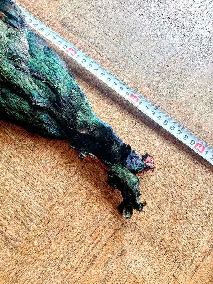 日本キジ(オス)ボディースキン　 防腐処理、洗浄済み 約50cm