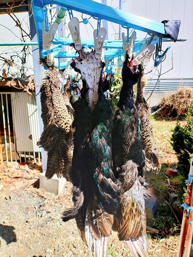 日本キジ(オス)ボディースキン　 防腐処理、洗浄済み 約50cm