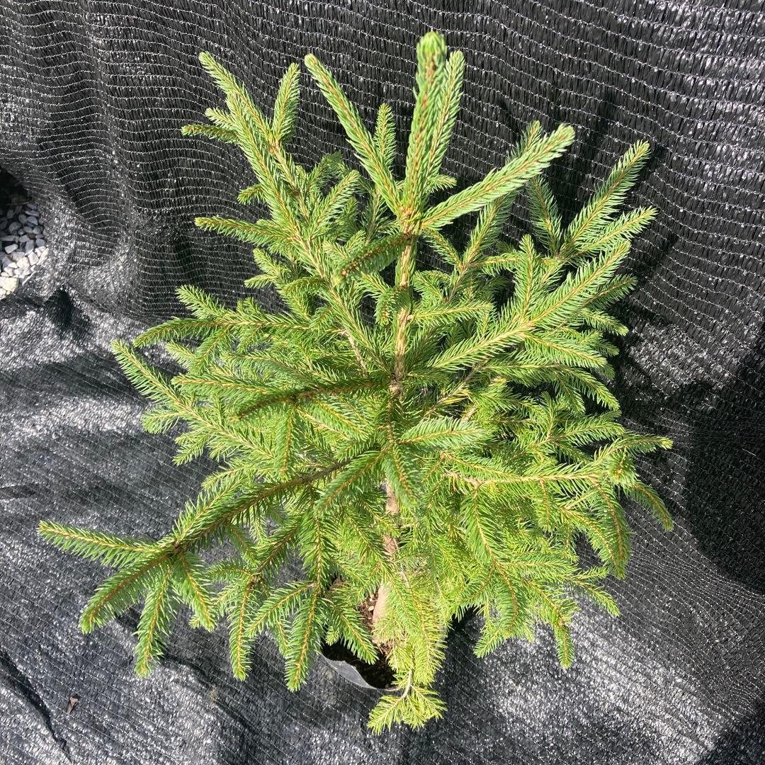 ③*:ஐクリスマスツリーにお勧め*:ஐモミの木・苗木【ドイツトウヒ】5号・ピセア