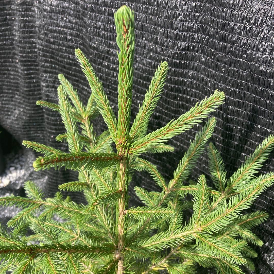 ③*:ஐクリスマスツリーにお勧め*:ஐモミの木・苗木【ドイツトウヒ】5号・ピセア