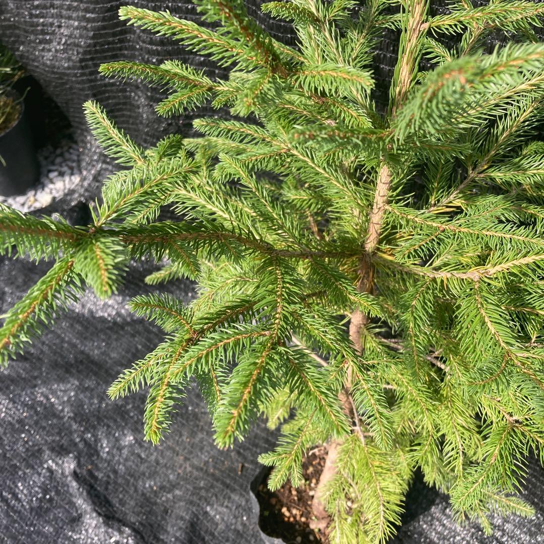 ③*:ஐクリスマスツリーにお勧め*:ஐモミの木・苗木【ドイツトウヒ】5号・ピセア