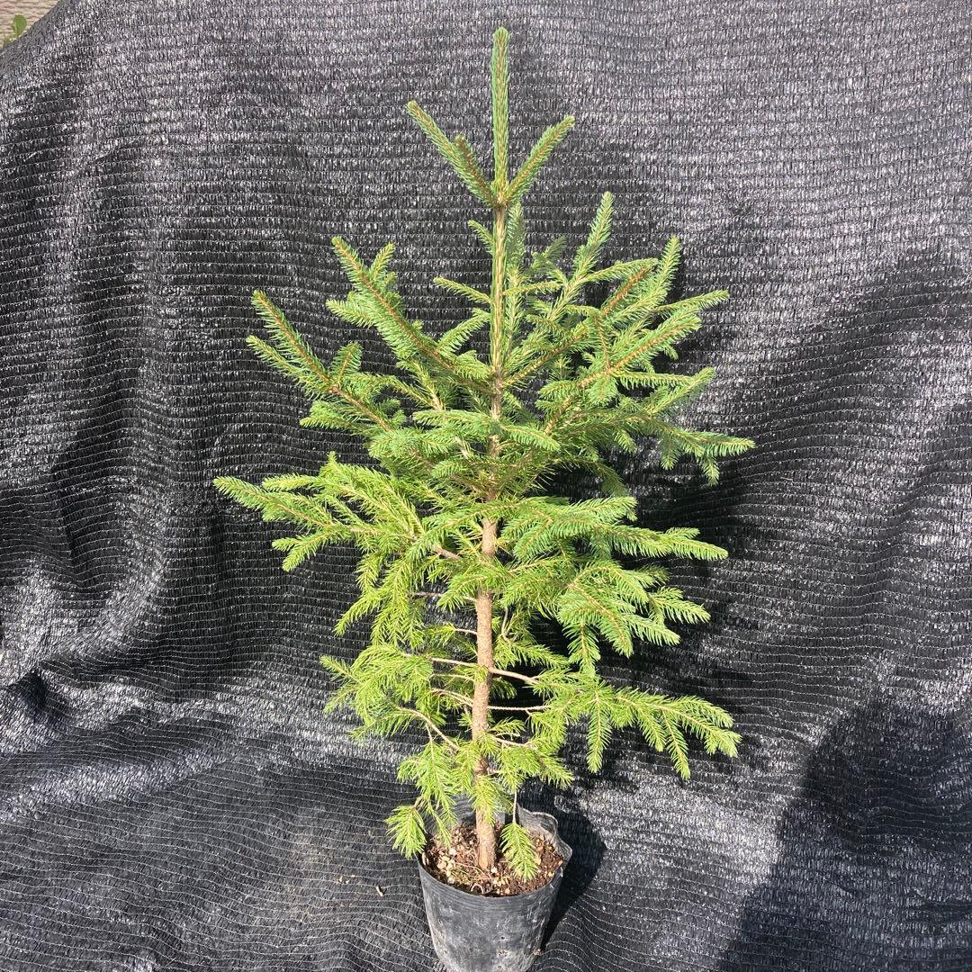 ③*:ஐクリスマスツリーにお勧め*:ஐモミの木・苗木【ドイツトウヒ】5号・ピセア