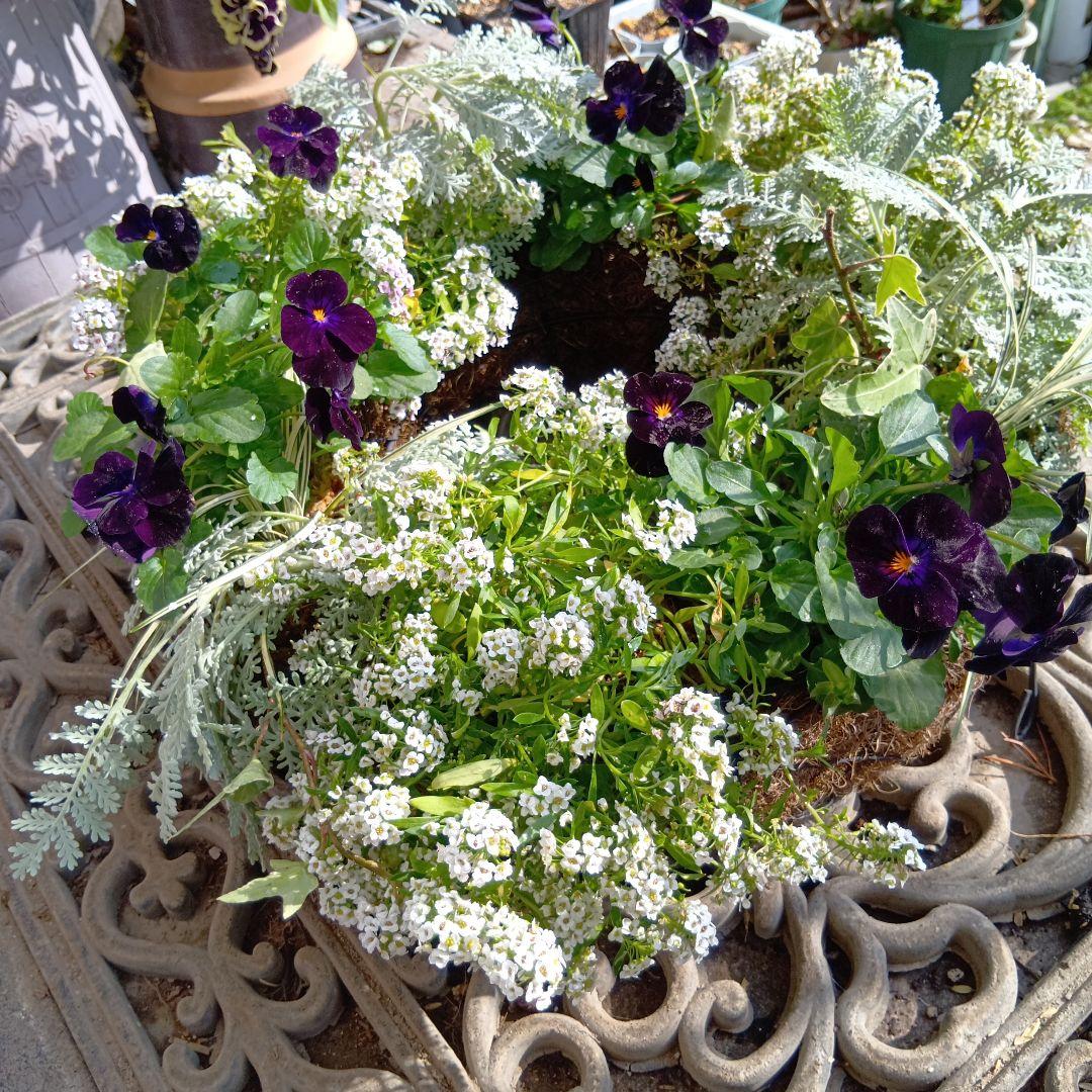 生花　ビオラ黒花　草花　寄せ植え　直径約34cm　ハンギングバスケット（黒）