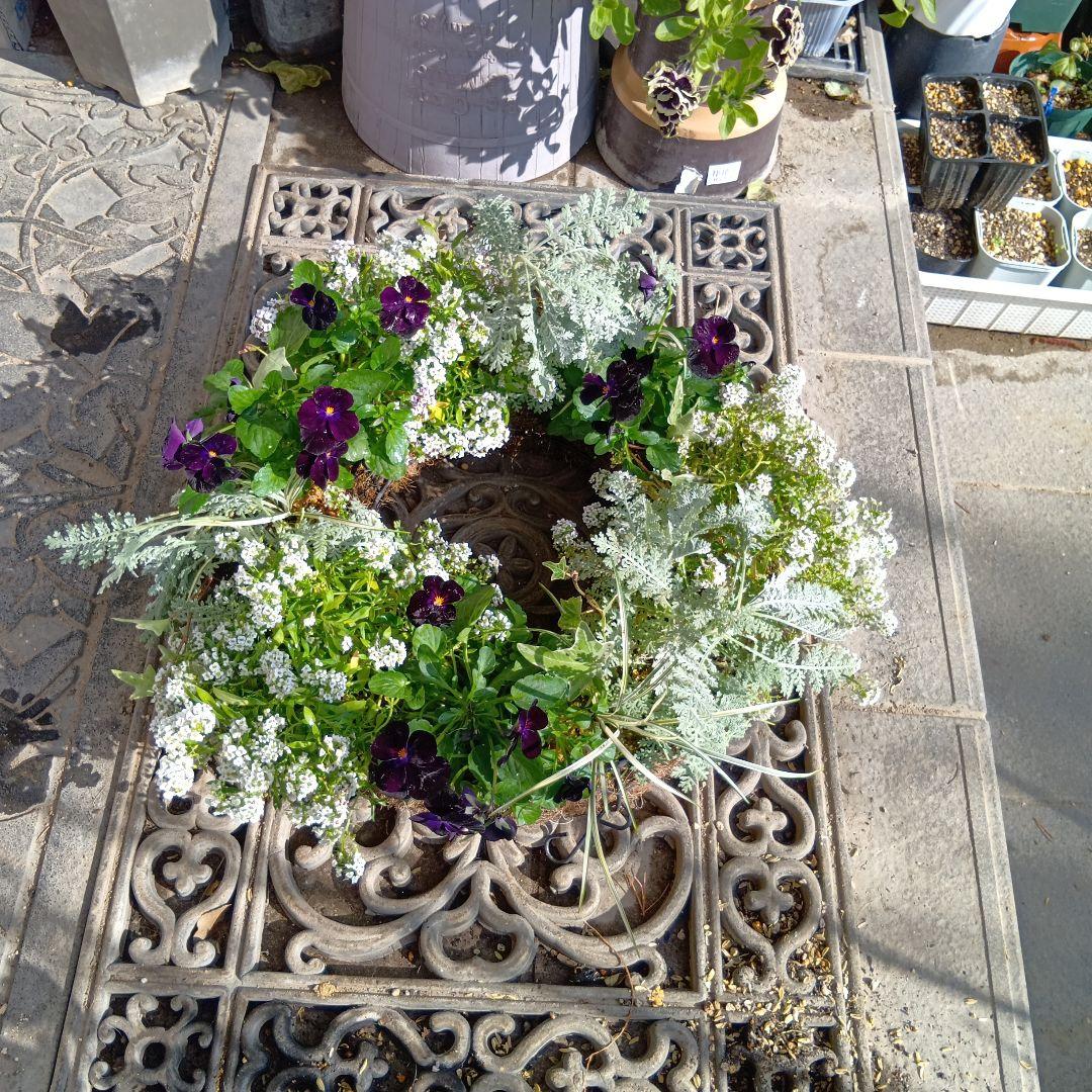 生花　ビオラ黒花　草花　寄せ植え　直径約34cm　ハンギングバスケット（黒）