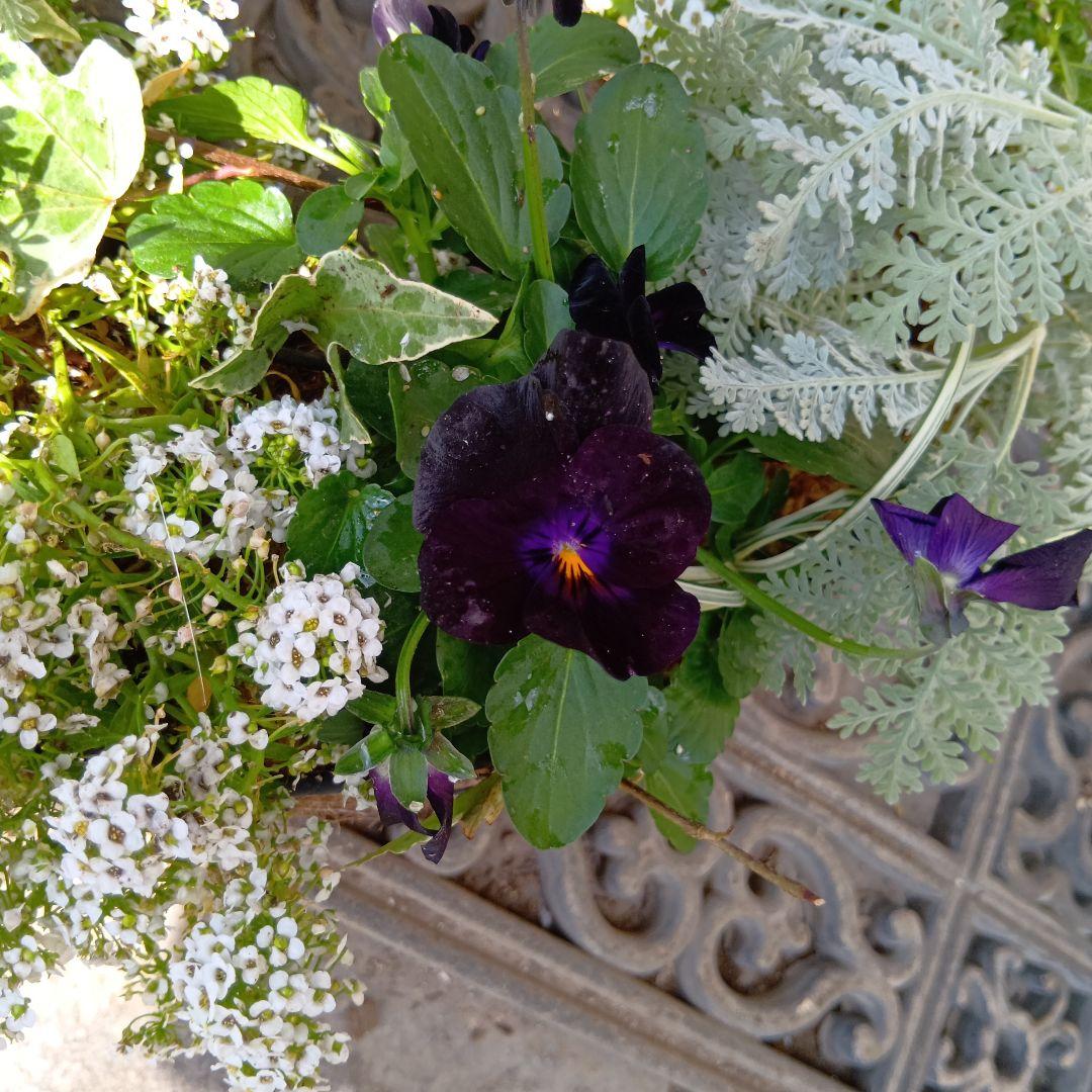 生花　ビオラ黒花　草花　寄せ植え　直径約34cm　ハンギングバスケット（黒）