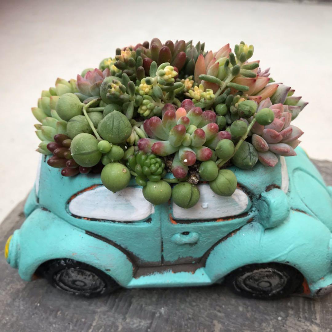 多肉  寄せ植え★flower 29car 水色★