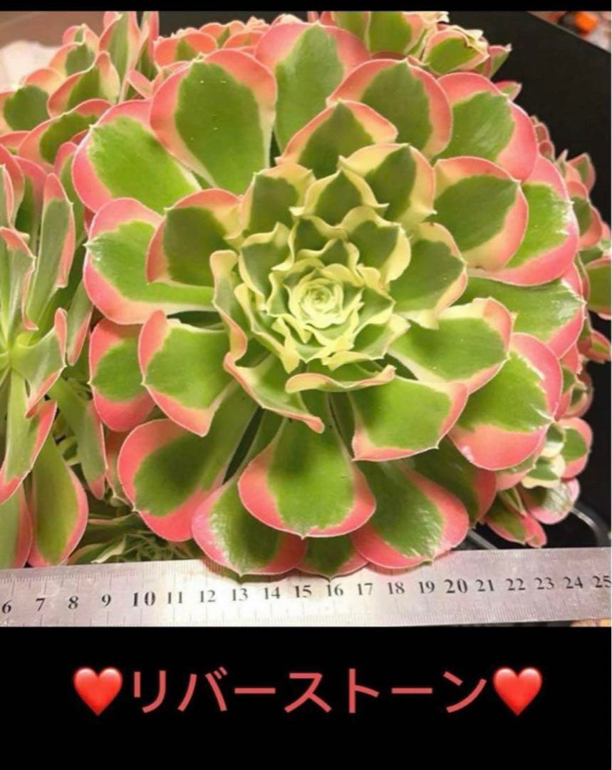 ❤️アエオニウム錦❤️リバーストーン❤️ 状態画像