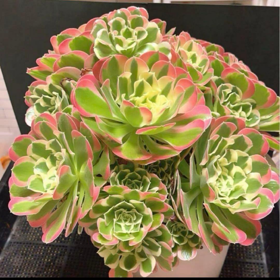 ❤️アエオニウム錦❤️リバーストーン❤️ 状態画像