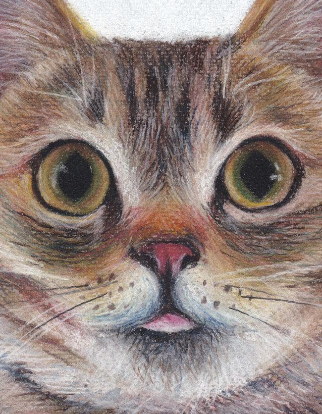 イラスト原画　とても可愛らしい　 「吃驚猫」