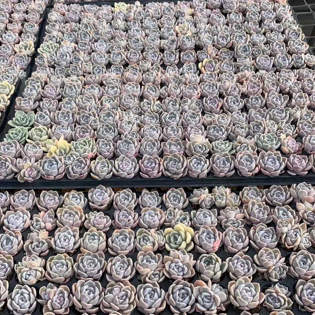 Top【選抜株】　多肉植物　25198ピンクジェニー　72個　プラグトレー苗