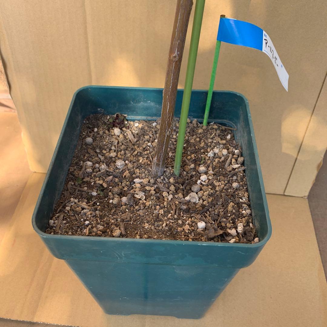 アールヌーボー 接木スタンダード仕立て 廃盤品種 抜き苗発送 バラ苗 薔薇 苗