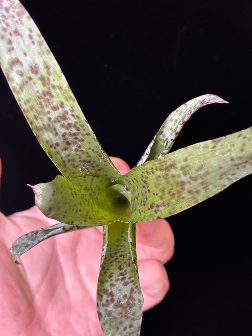 ブロメリア・エアープランツ Tillandsia brenneri from Ecuagenera