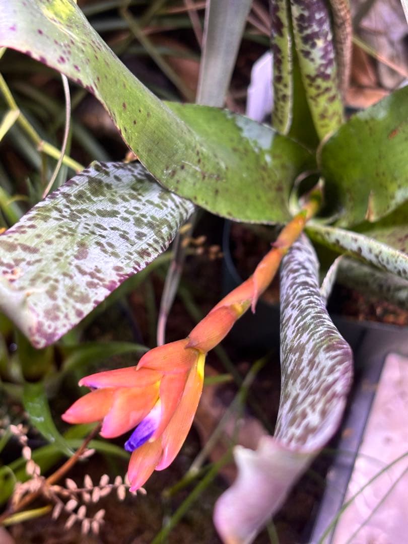 ブロメリア・エアープランツ Tillandsia brenneri from Ecuagenera
