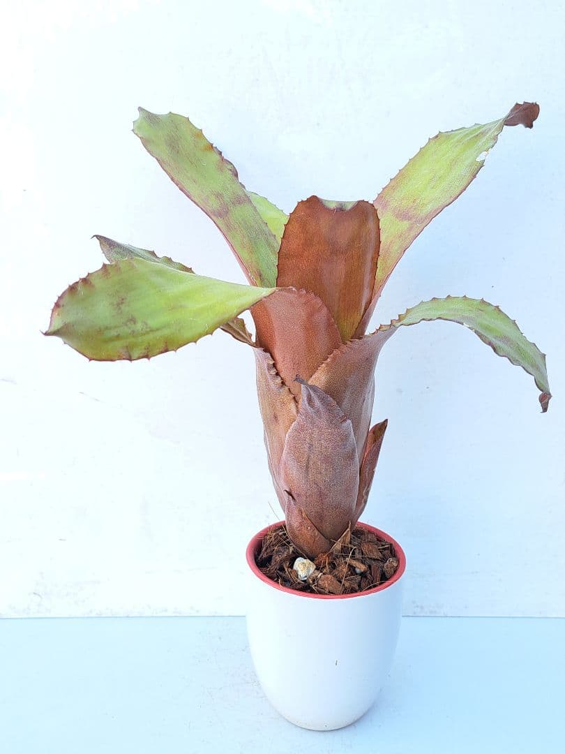 カンメア ジャスペ 抜き苗 速達便 タンクブロメリア 観葉植物