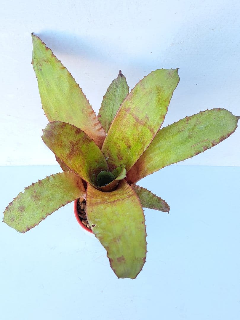 カンメア ジャスペ 抜き苗 速達便 タンクブロメリア 観葉植物