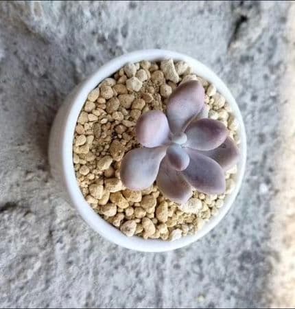 紫がかった多肉植物