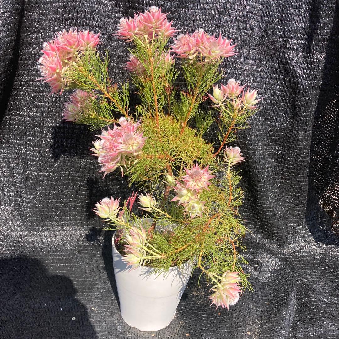 ①*ஐカサカサした質感！ホワイトピンクの花*:ஐセルリア・苗木【プリティピンク】