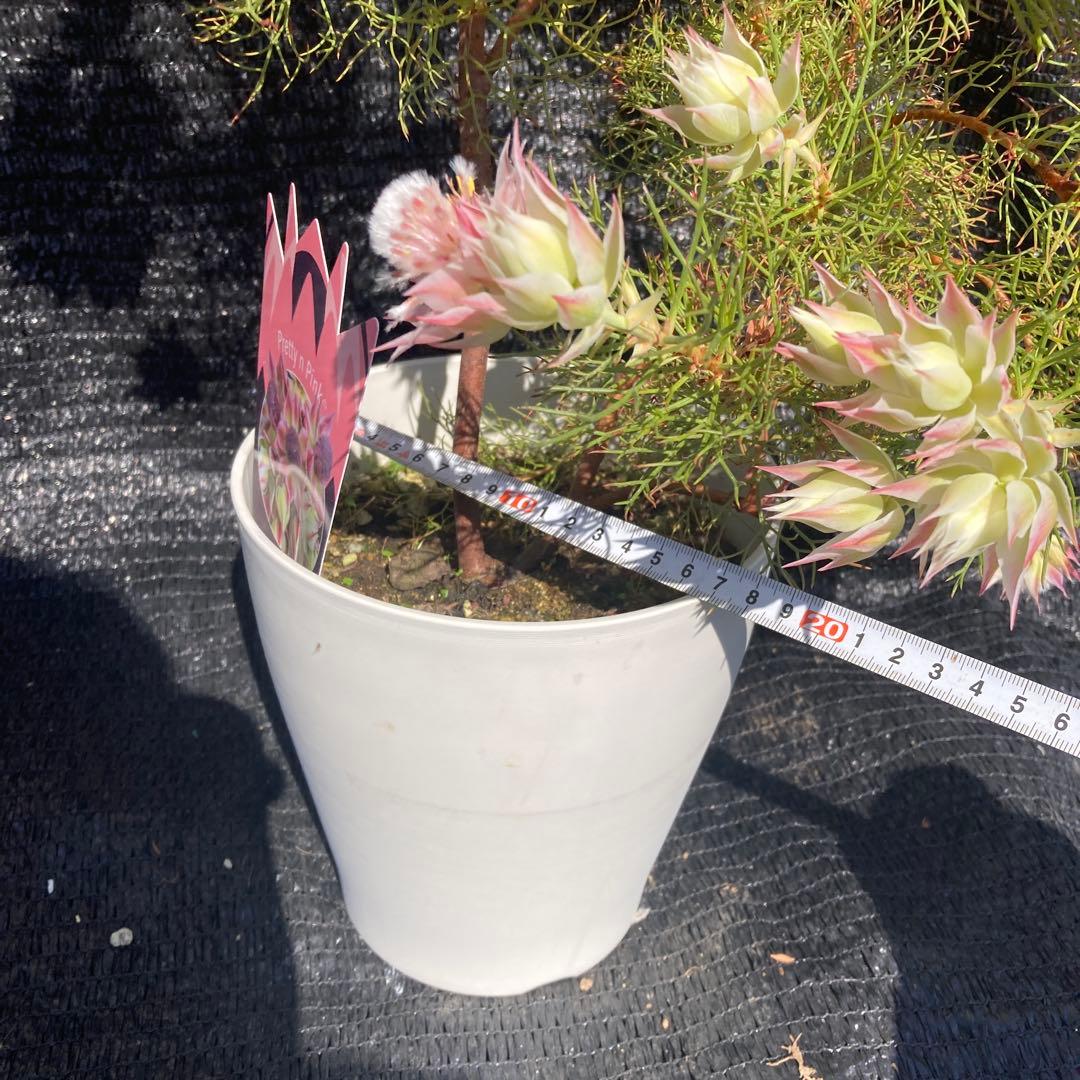 ①*ஐカサカサした質感！ホワイトピンクの花*:ஐセルリア・苗木【プリティピンク】