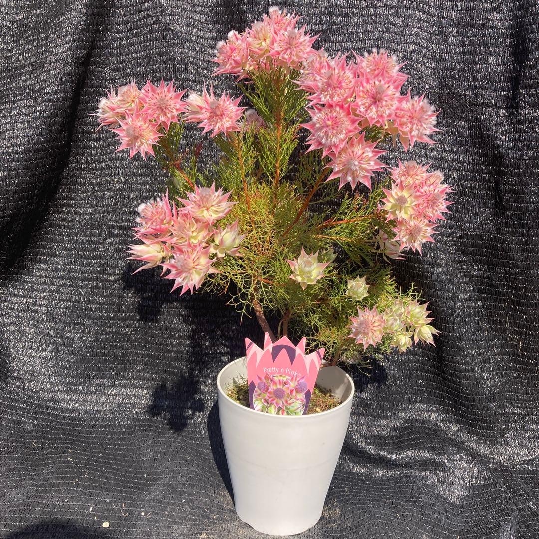 ①*ஐカサカサした質感！ホワイトピンクの花*:ஐセルリア・苗木【プリティピンク】