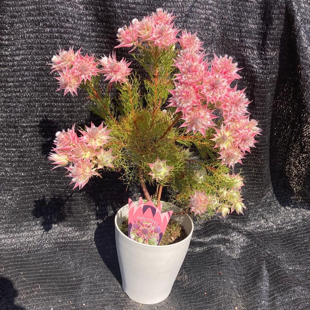 ①*ஐカサカサした質感！ホワイトピンクの花*:ஐセルリア・苗木【プリティピンク】