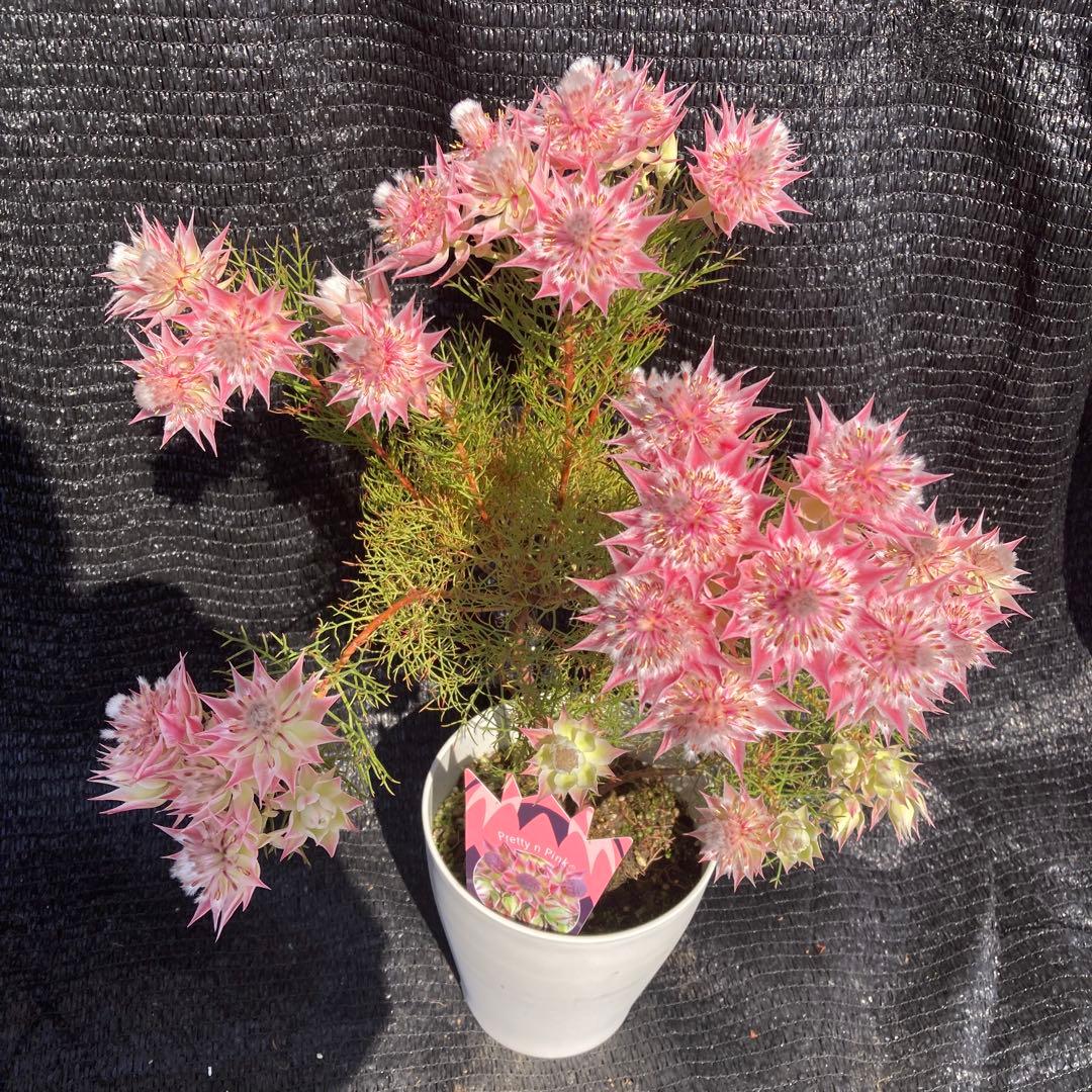 ①*ஐカサカサした質感！ホワイトピンクの花*:ஐセルリア・苗木【プリティピンク】