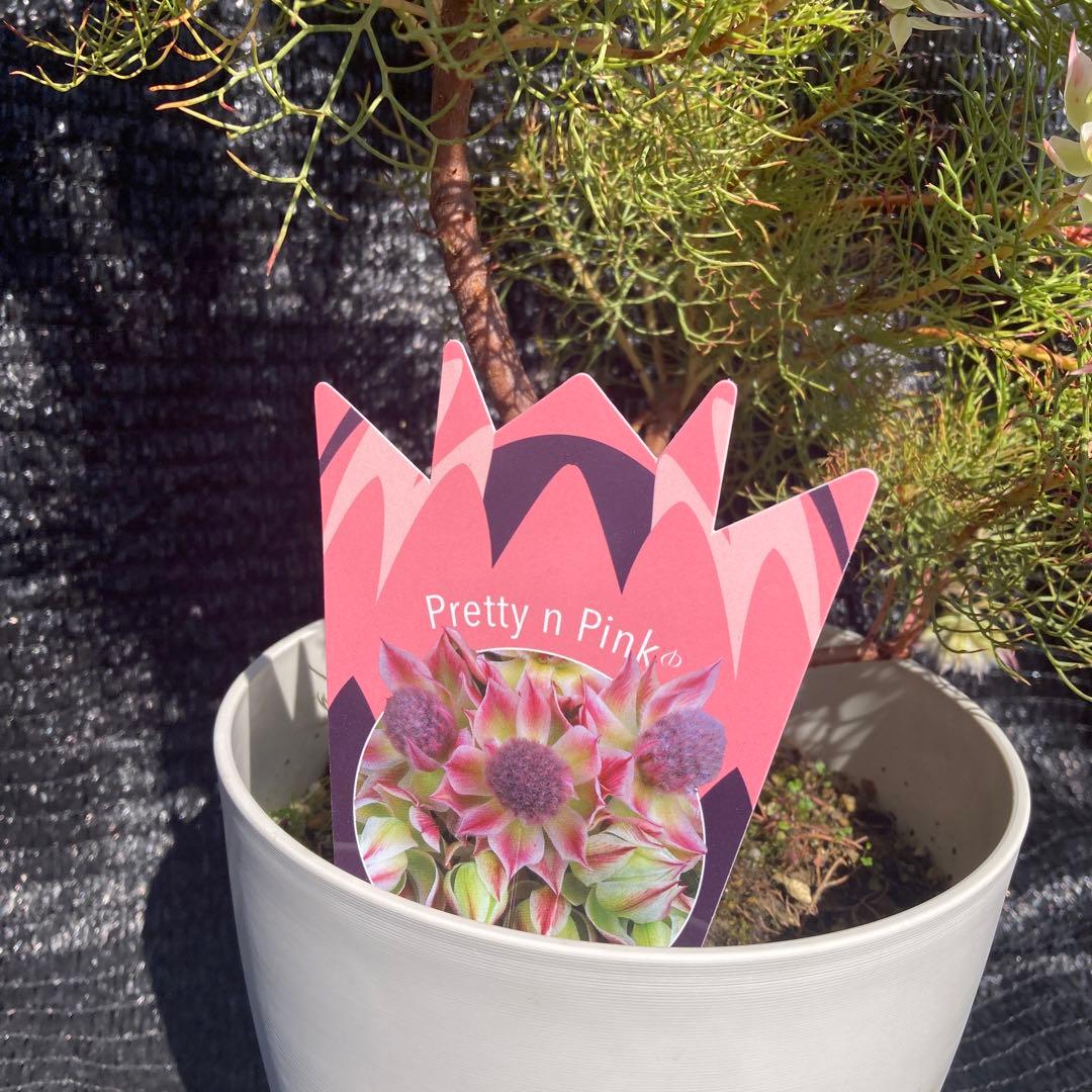 ①*ஐカサカサした質感！ホワイトピンクの花*:ஐセルリア・苗木【プリティピンク】