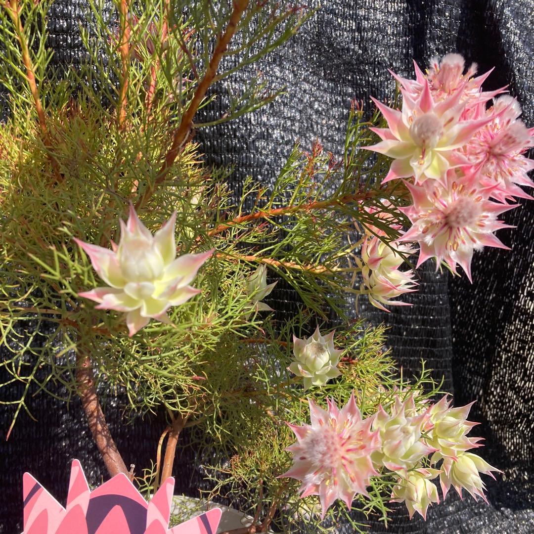 ①*ஐカサカサした質感！ホワイトピンクの花*:ஐセルリア・苗木【プリティピンク】