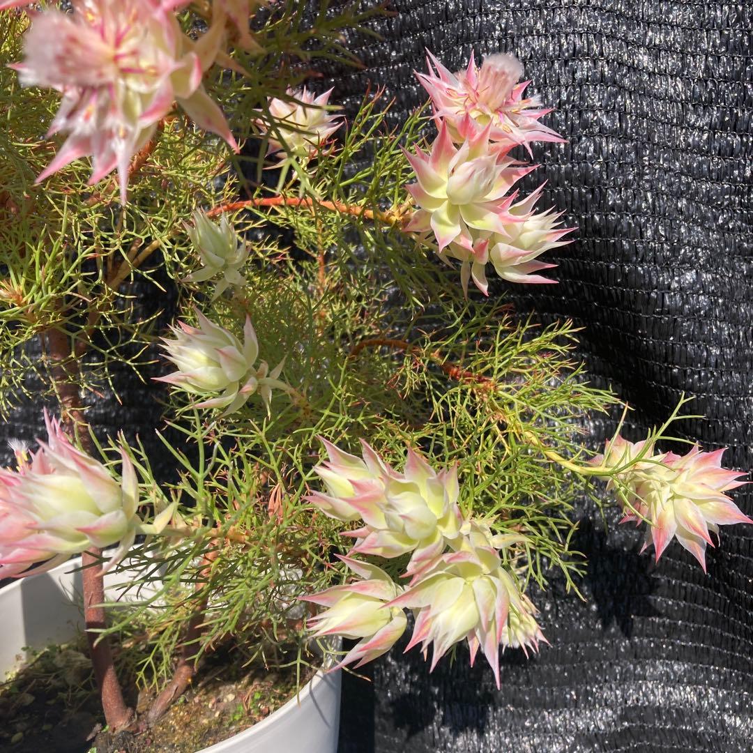 ①*ஐカサカサした質感！ホワイトピンクの花*:ஐセルリア・苗木【プリティピンク】