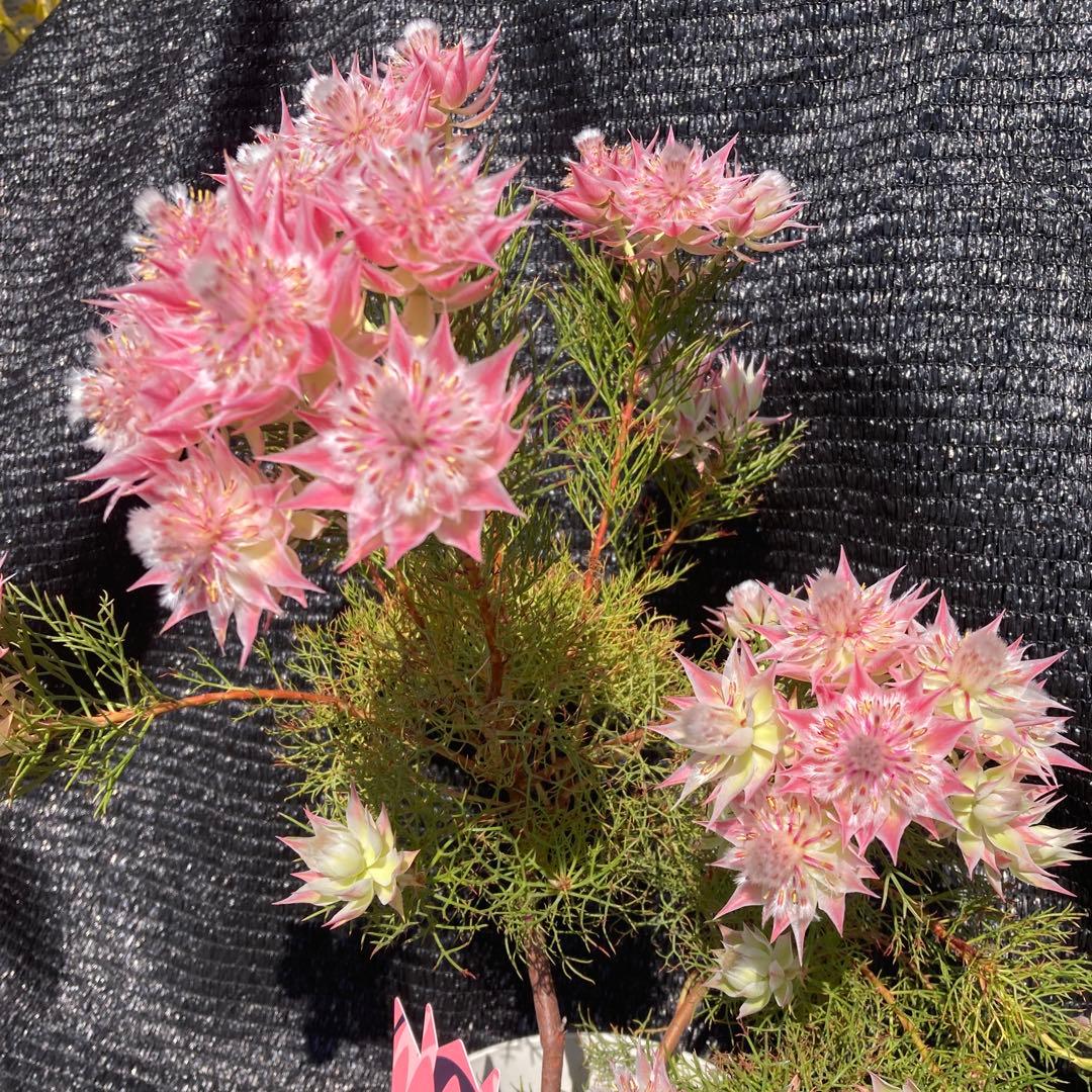 ①*ஐカサカサした質感！ホワイトピンクの花*:ஐセルリア・苗木【プリティピンク】