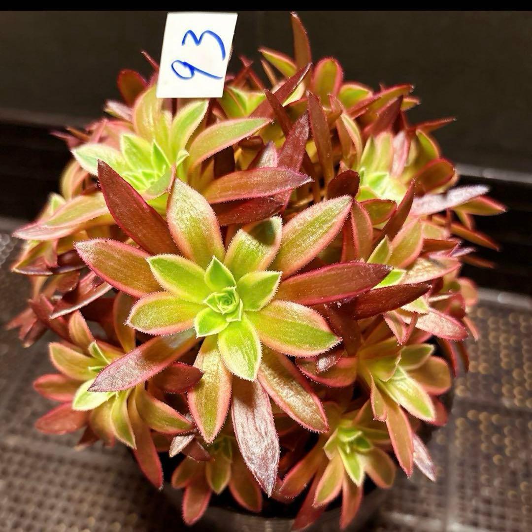 93#多肉植物アエオニウム錦❤️フェニックフレイム錦❤️16大頭15cm拔き苗