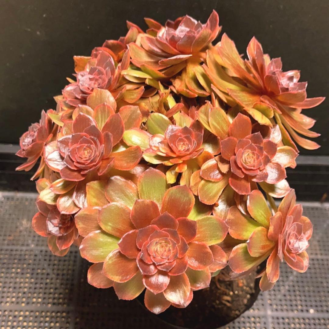 68#植物アエオニウム錦❤️石化ハロウィンブラック糸引き锦❤️15頭26cm拨き苗