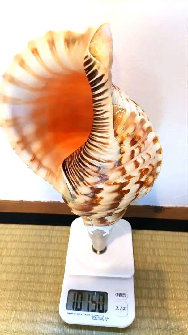 法螺貝③　　33.5cm
