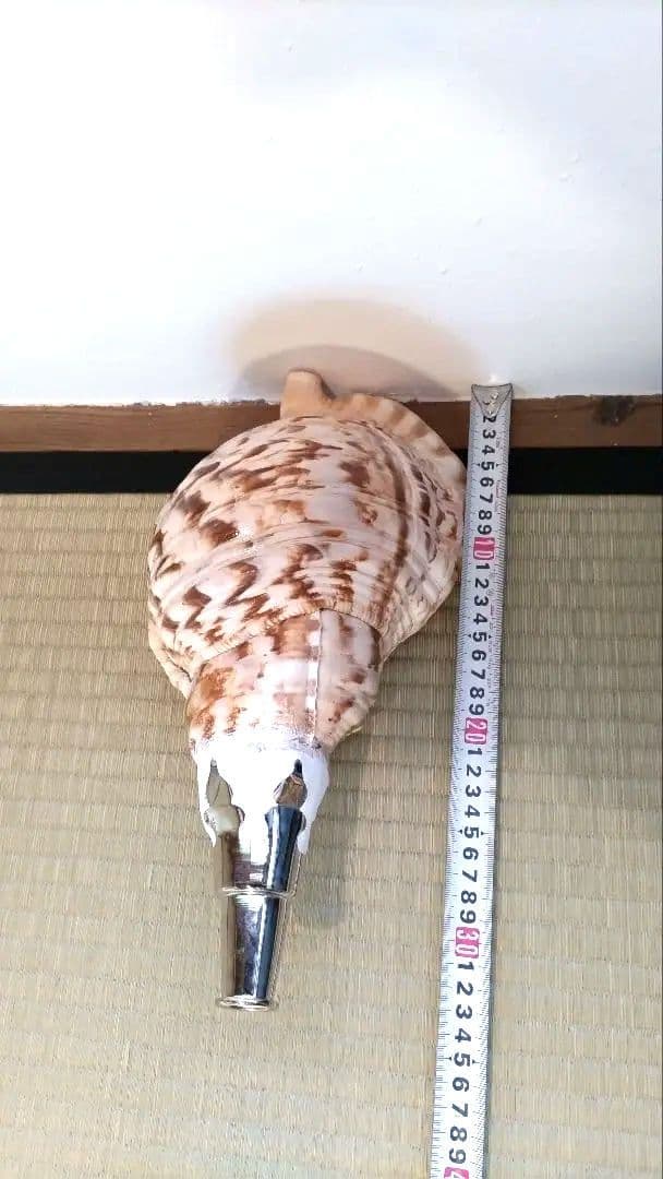 法螺貝③　　33.5cm