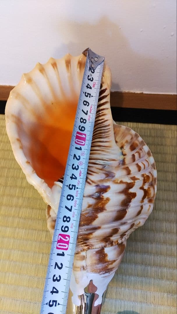 法螺貝③　　33.5cm