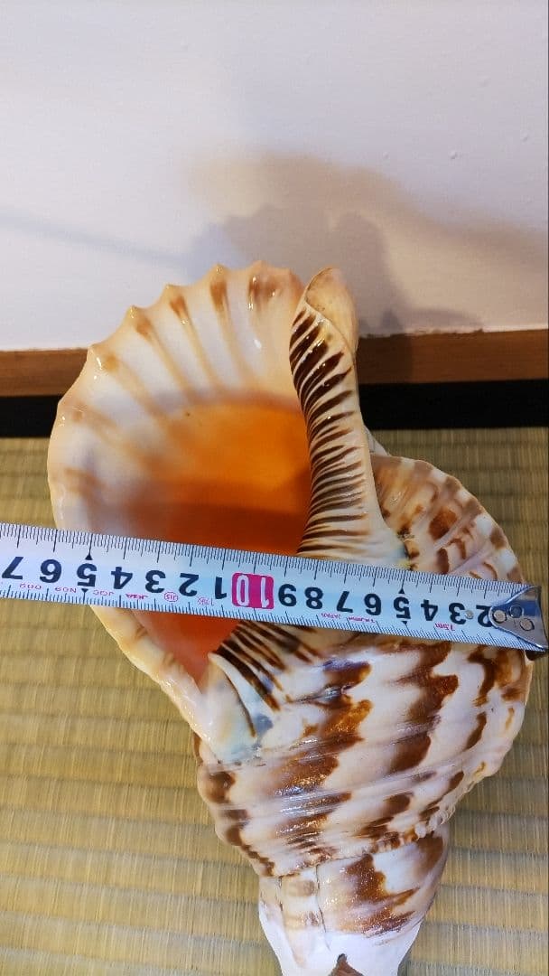 法螺貝③　　33.5cm