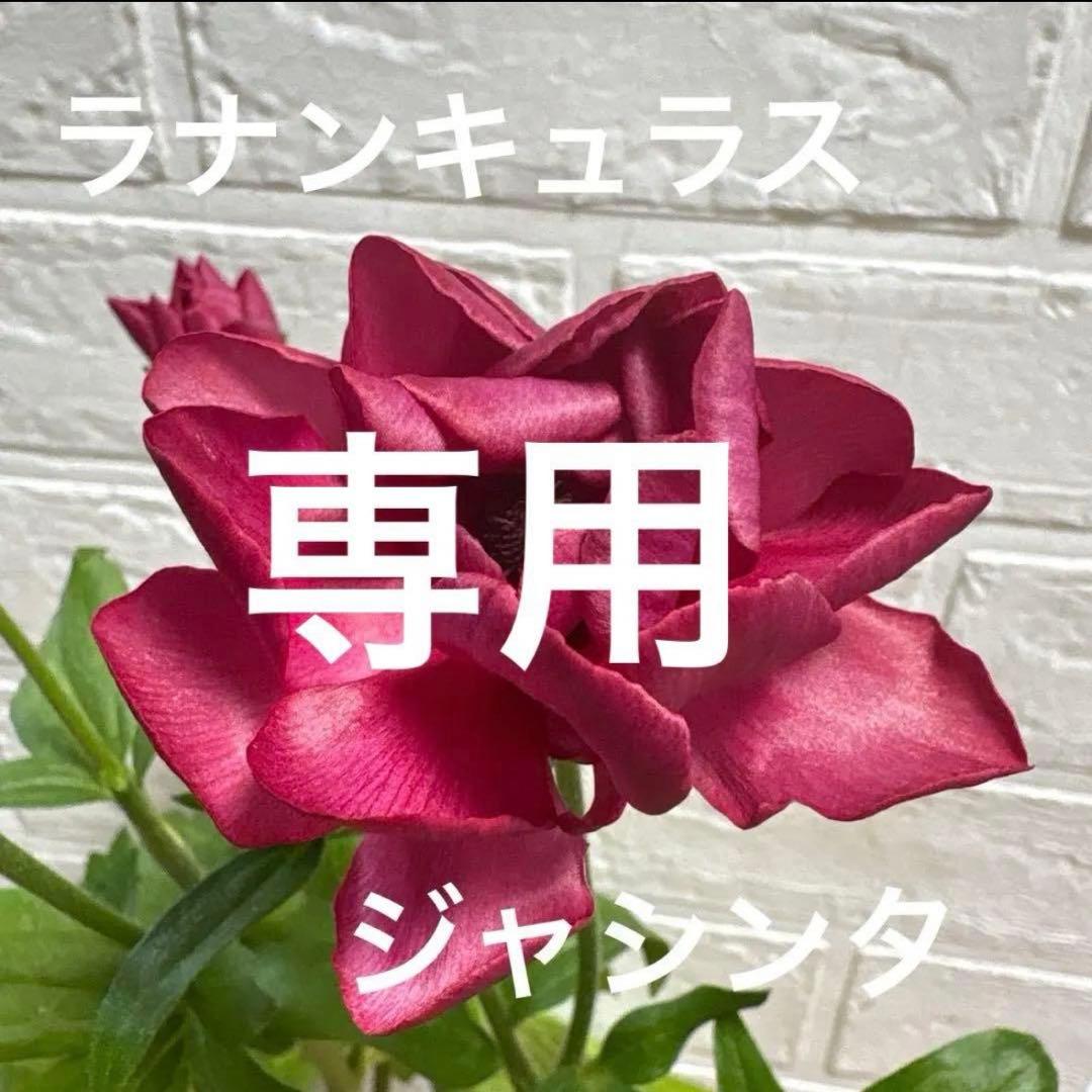 hiroakinラナンキュラスラックス♡ミクロスコピオ他計3点♡3.5号