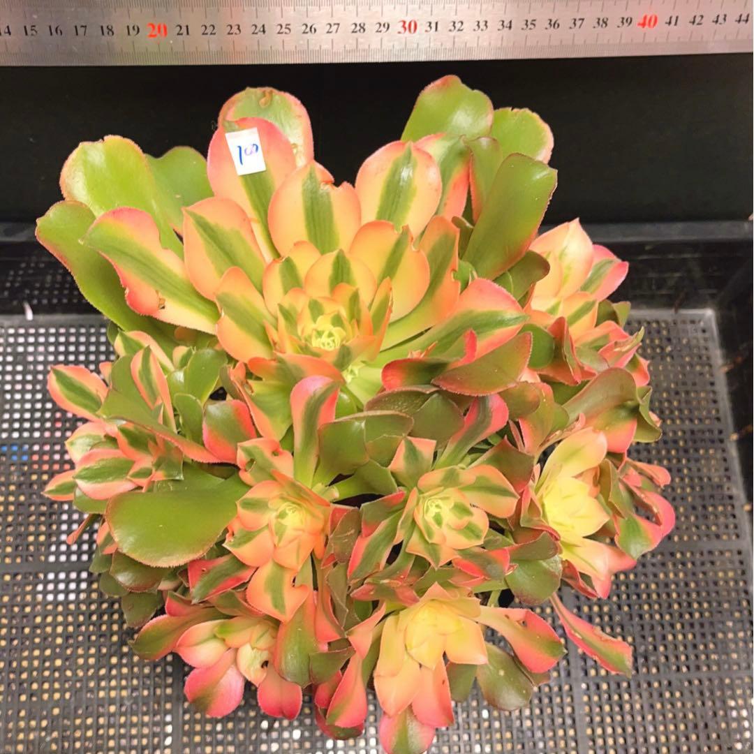 100#多肉植物アエオニウム錦❤️香妃❤️17頭28cm拨き苗