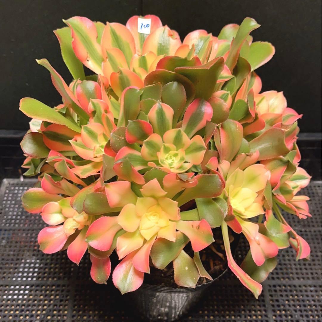 100#多肉植物アエオニウム錦❤️香妃❤️17頭28cm拨き苗
