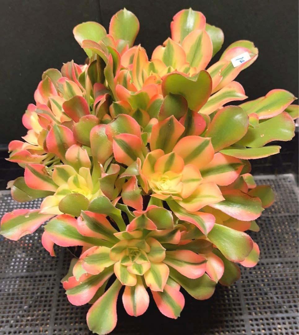100#多肉植物アエオニウム錦❤️香妃❤️17頭28cm拨き苗