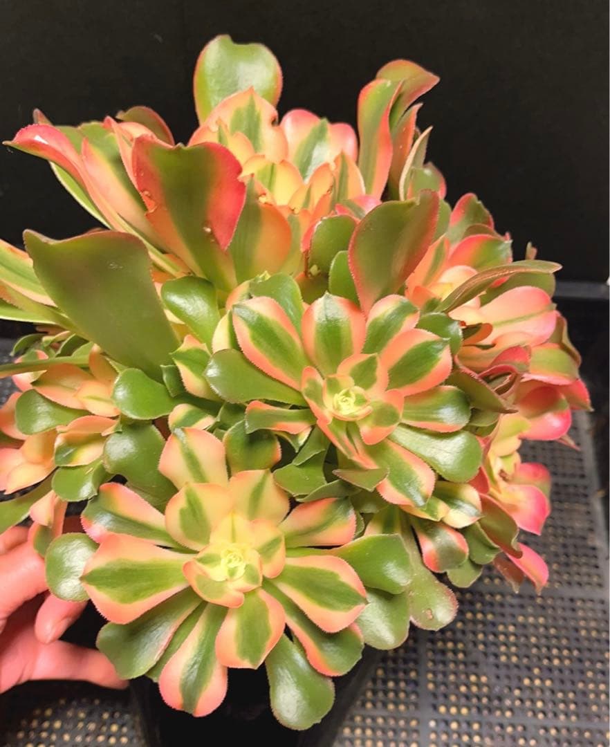 100#多肉植物アエオニウム錦❤️香妃❤️17頭28cm拨き苗
