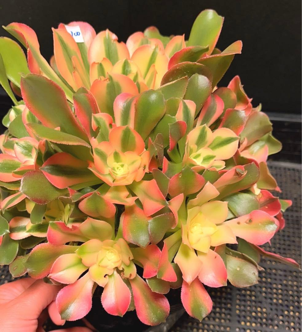 100#多肉植物アエオニウム錦❤️香妃❤️17頭28cm拨き苗