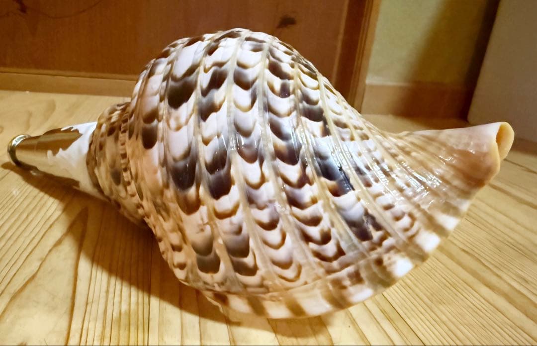 コンパクト修験道法螺貝　山伏　密教　魔除け　熊よけ❣️ホラガイ　ほら貝