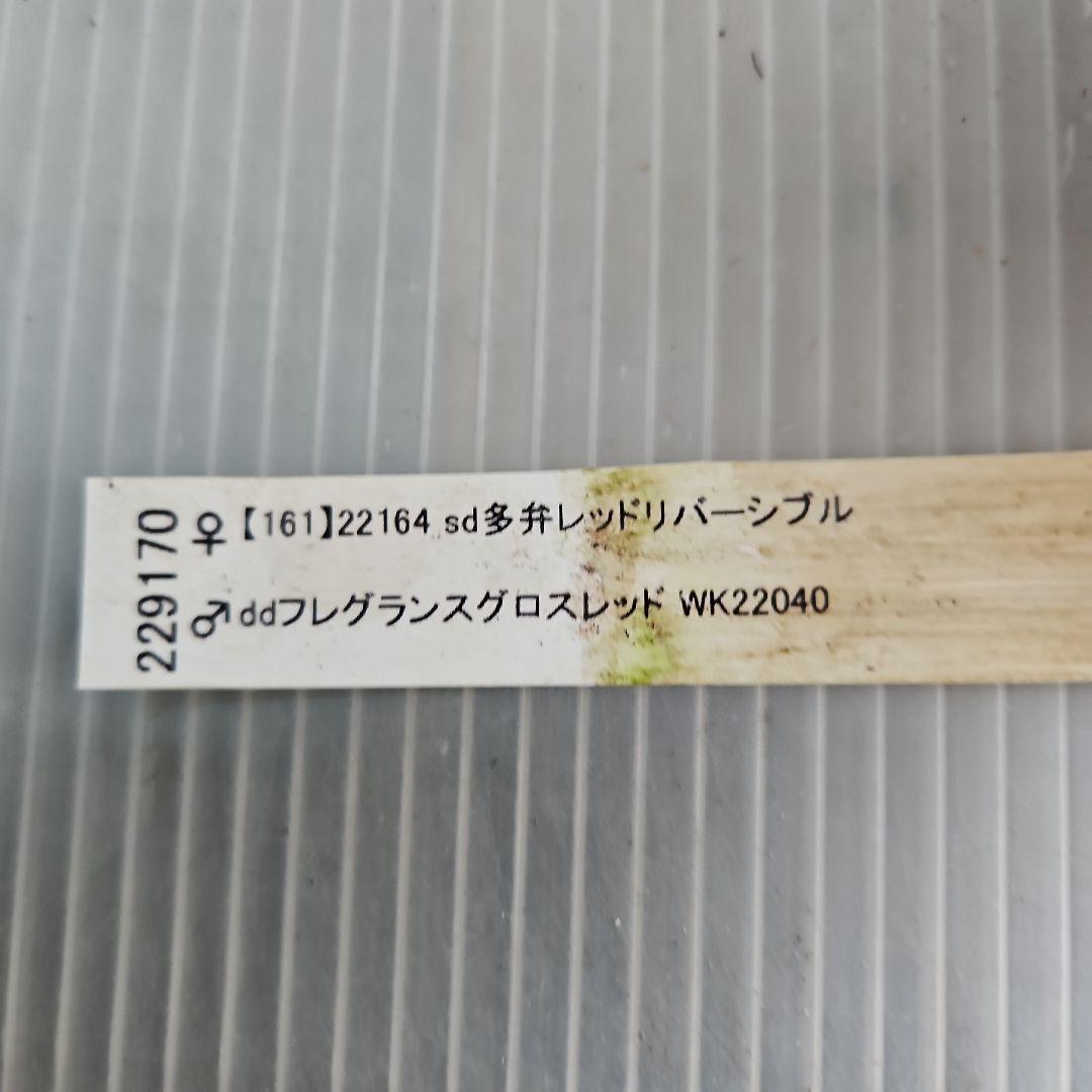 ㉖-614クリスマスローズ