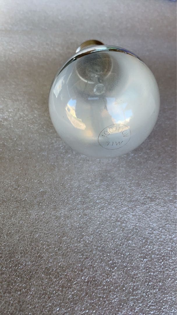 電照菊　電球