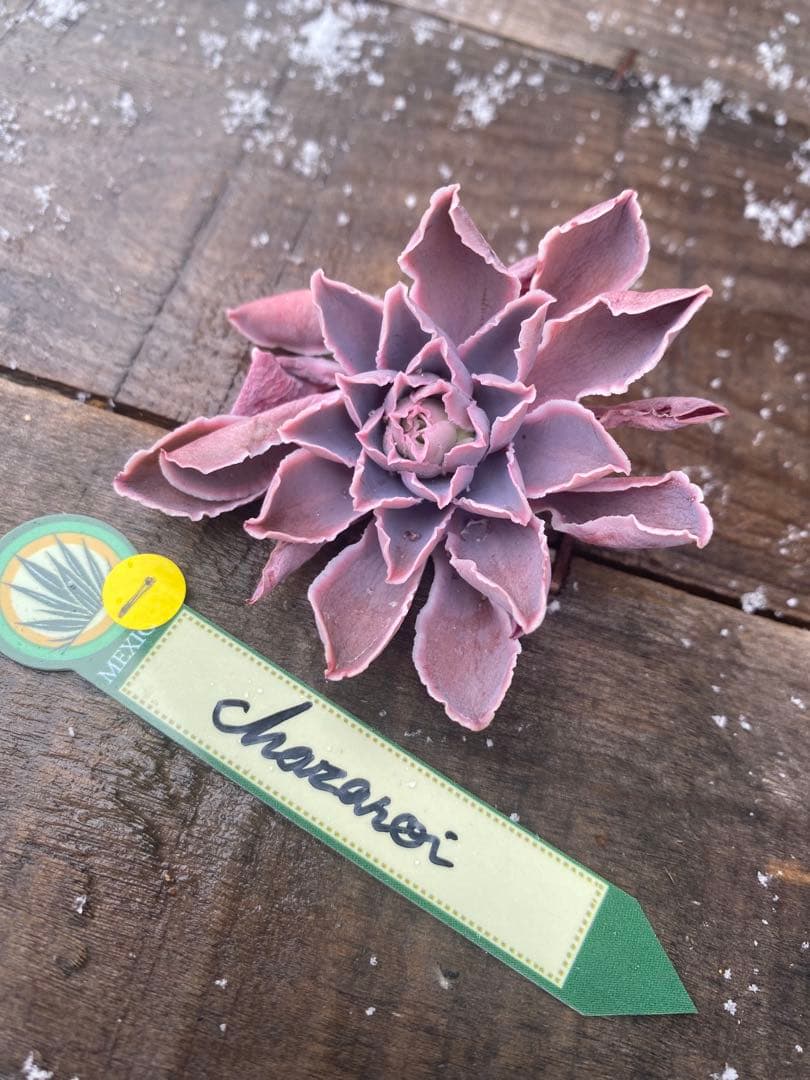 1 原種　チャザロイ　カット苗　Echeveria Chazaroi