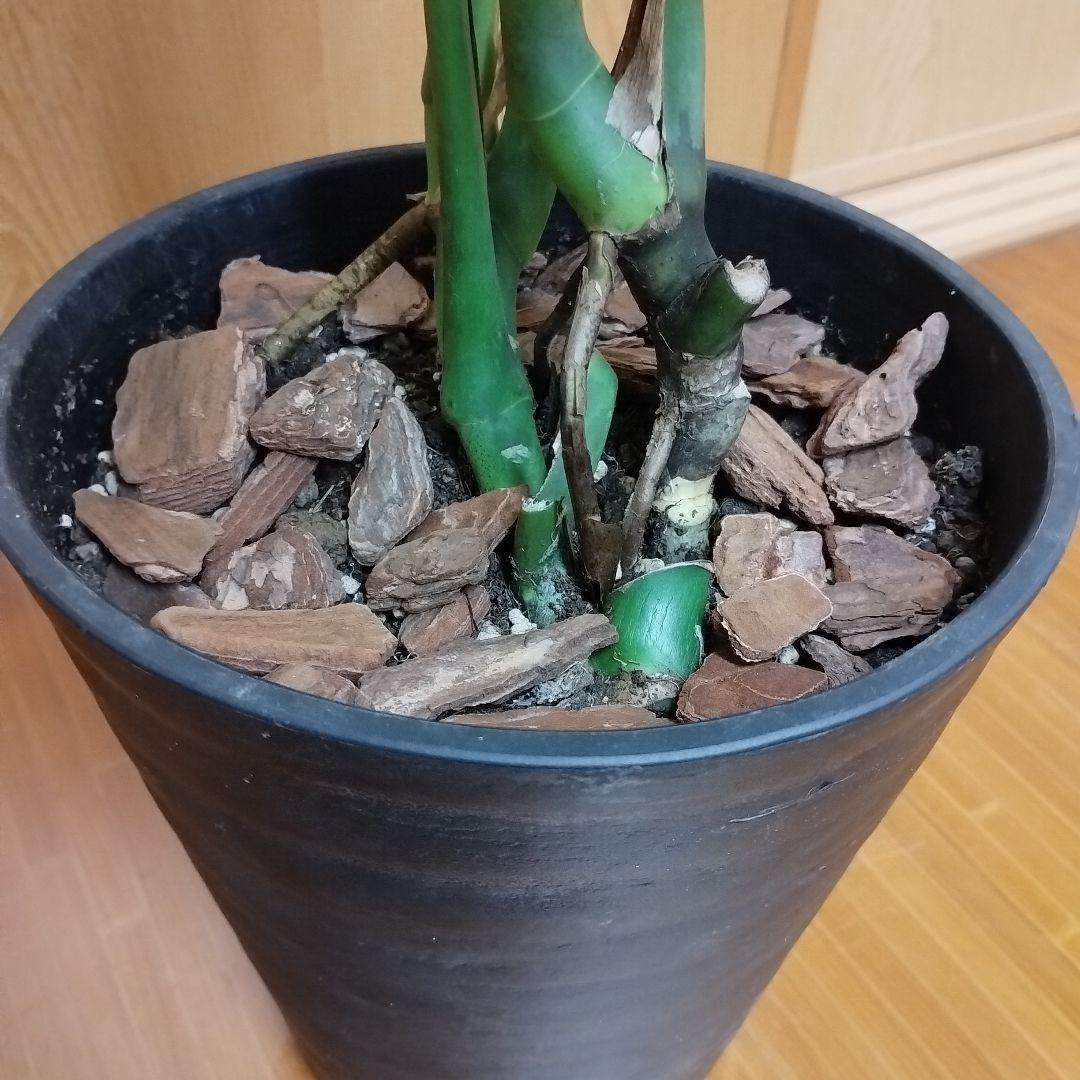 モンステラ 黒鉢