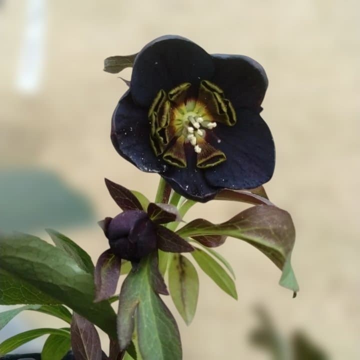 大森プランツ。ウインターシンフオニー。ヘレボルス 苗 N番開花株。No21。