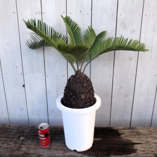 現物「蘇鉄（ソテツ）」７号　Cycas revoluta