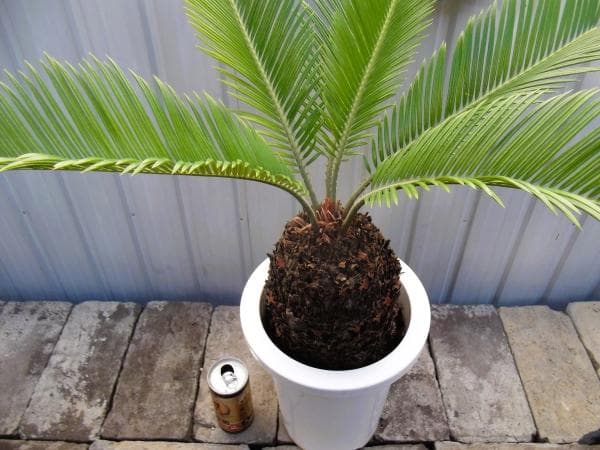 現物「蘇鉄（ソテツ）」７号　Cycas revoluta